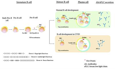 Serum Free Immunoglobulins Light Chains: A Common Feature of Common Variable Immunodeficiency?